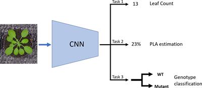 Doing More With Less: A Multitask Deep Learning Approach in Plant Phenotyping